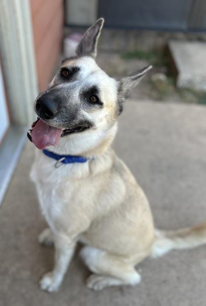 Cali, a Adoptable Mixed Breed in San Marcos, TX image 2/3