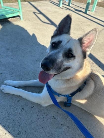 Enlarge Cali (in foster), a Adoptable Mixed Breed in San Marcos, TX image 2/3