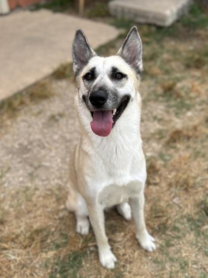 Cali, a Adoptable Mixed Breed in San Marcos, TX image 3/3