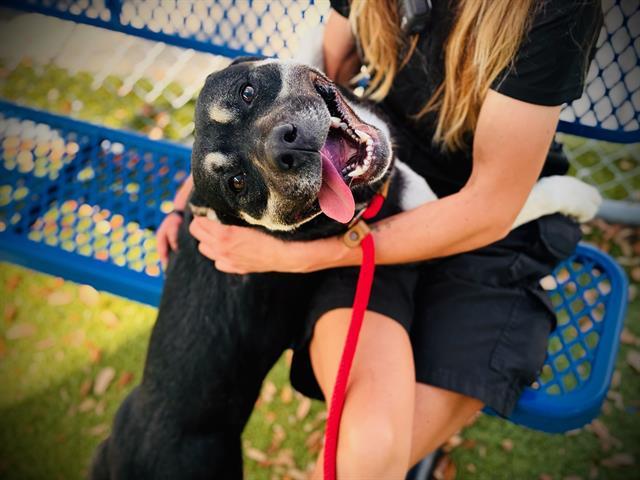 POIDOG, Adoptable, Adult Male Pit Bull Terrier & Mixed Breed.