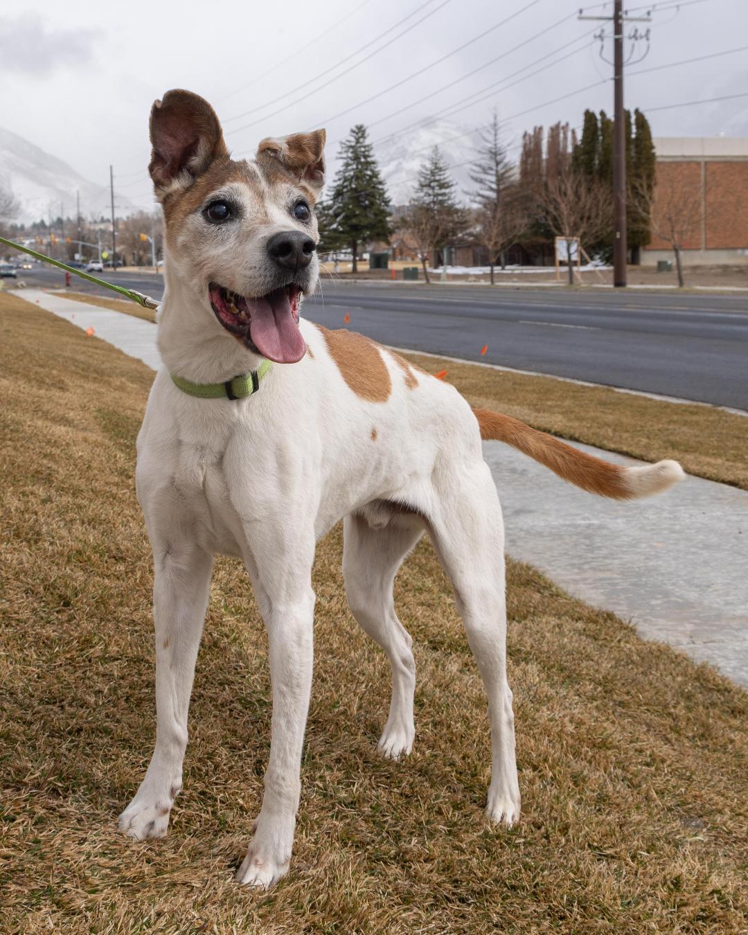 Henry, Senior Male Australian Cattle Dog / Blue Heeler