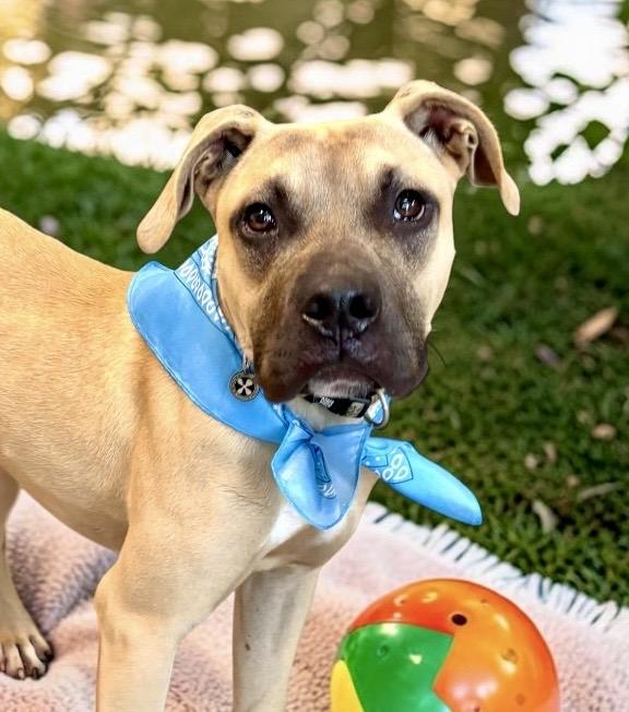 Enlarge Barley, a Adoptable mixed breed in Perry, IA image 2/6
