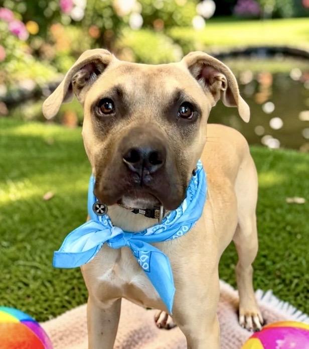 Enlarge Barley, a Adoptable mixed breed in Perry, IA image 1/6
