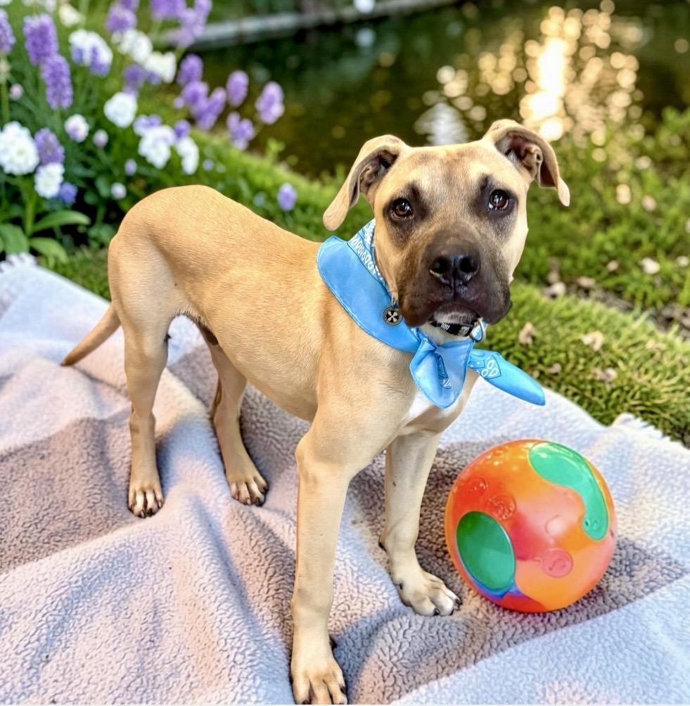 Enlarge Barley, a Adoptable mixed breed in Perry, IA image 6/6