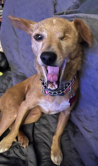 Chispita, Adoptable, Adult Female Chihuahua.