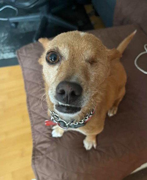 Chispita, a Adoptable Chihuahua in San Diego, CA image 2/3