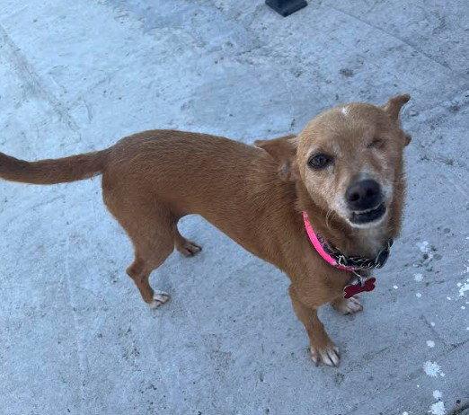 Chispita, a Adoptable Chihuahua in San Diego, CA image 3/3