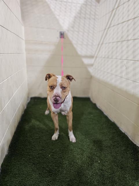 A1260336, a Adoptable mixed breed in Winter Haven, FL image 1/2