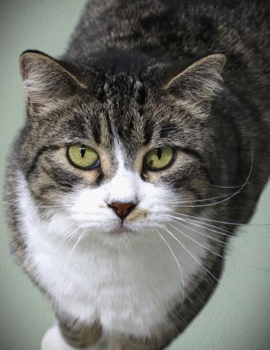 Enlarge Mr Kitty, a Adoptable mixed breed in Thief River Falls, MN image 1/1