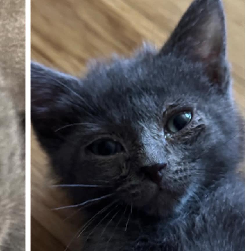 Enlarge Theo, a ADOPTABLE Domestic Short Hair in Richmond, MO image 1/1
