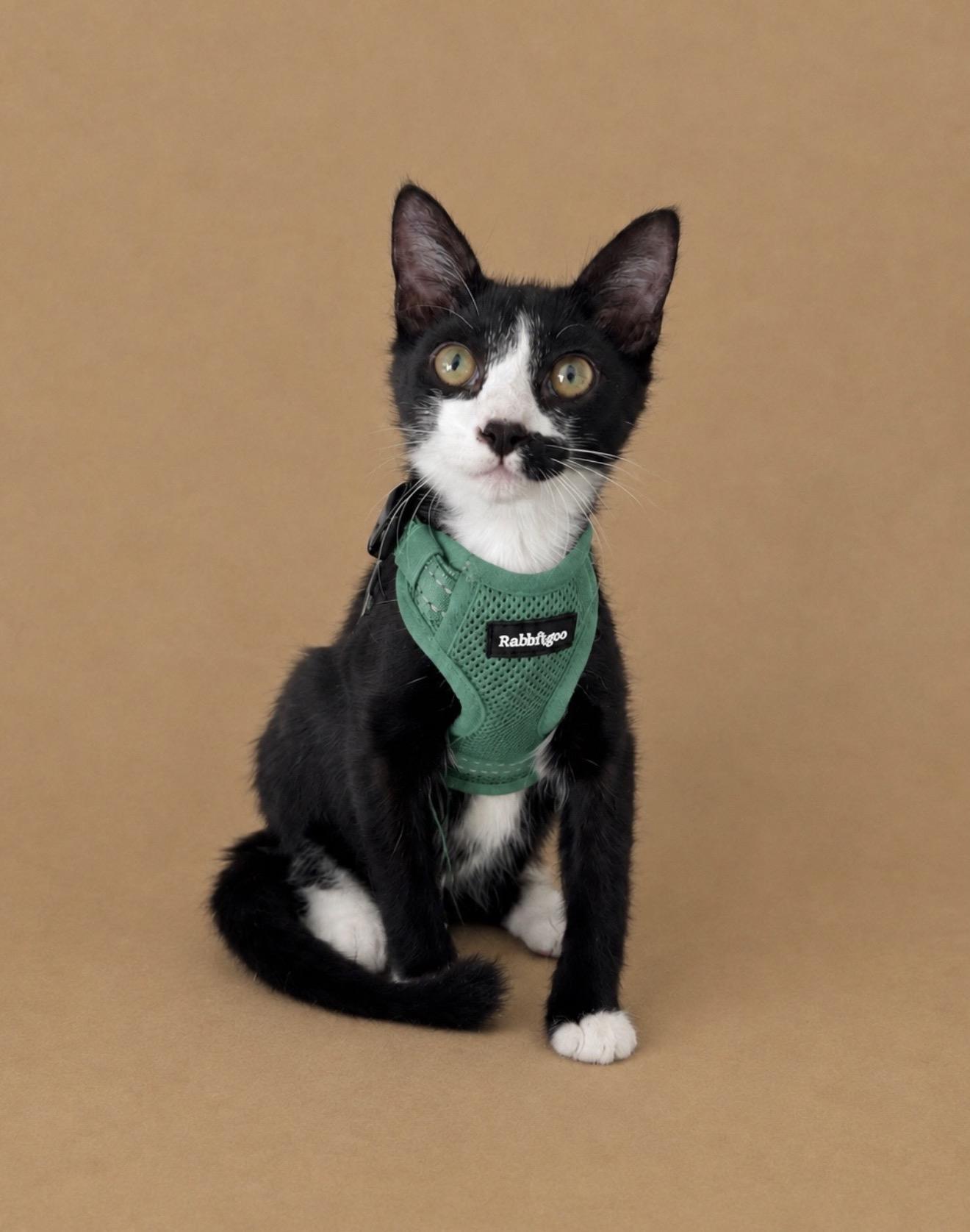 Enlarge Harvey, a Adoptable Tuxedo in Oakley, CA image 2/6