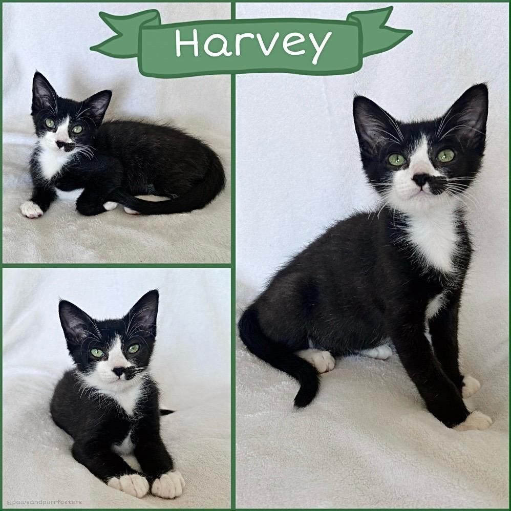 Enlarge Harvey, a ADOPTABLE Tuxedo in Oakley, CA image 2/5