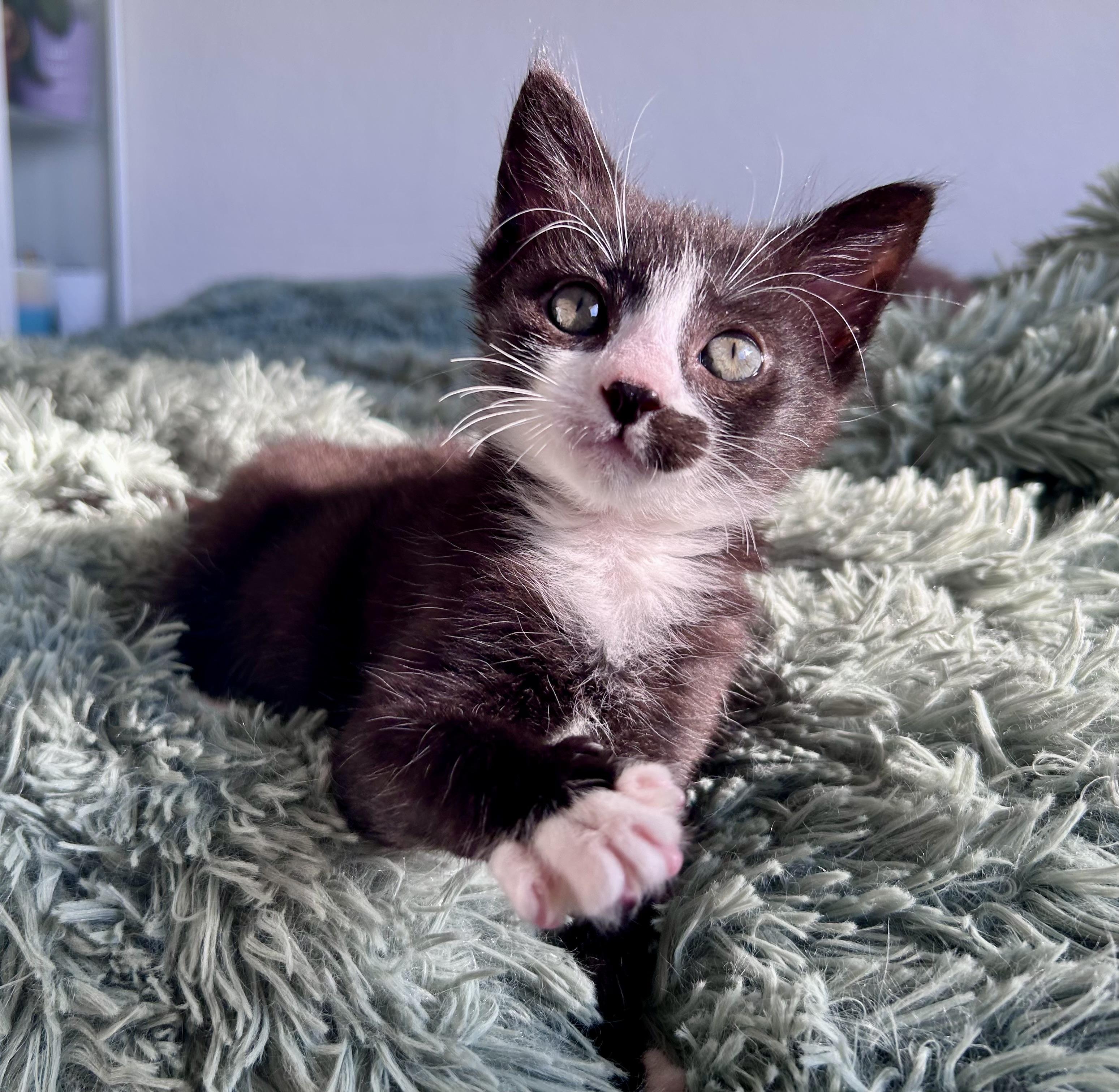 Enlarge Harvey, a ADOPTABLE Tuxedo in Oakley, CA image 5/5