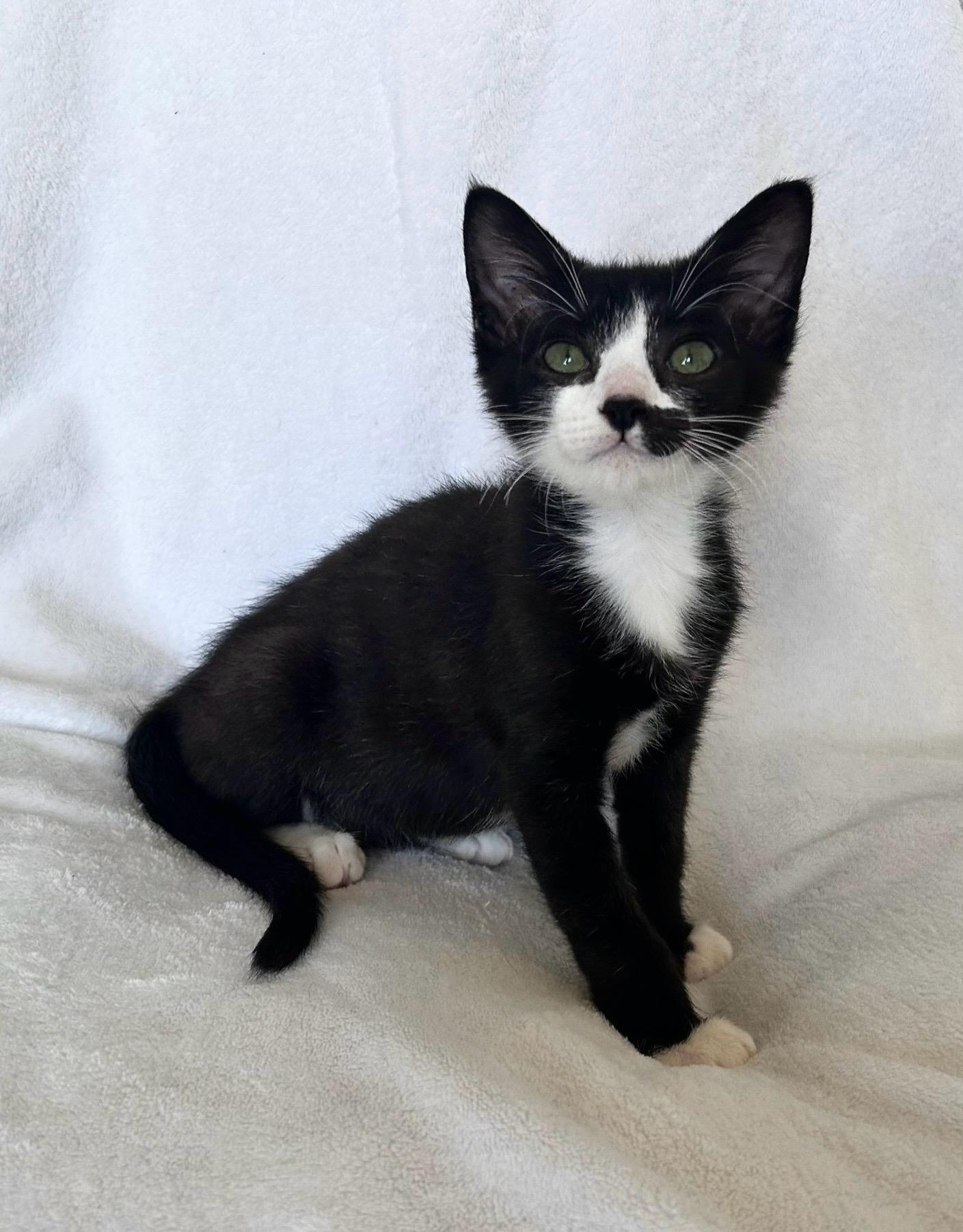Enlarge Harvey, a ADOPTABLE Tuxedo in Oakley, CA image 3/5