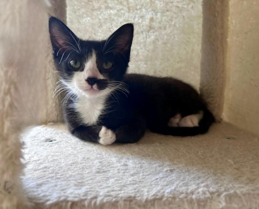 Enlarge Harvey, a ADOPTABLE Tuxedo in Oakley, CA image 4/5