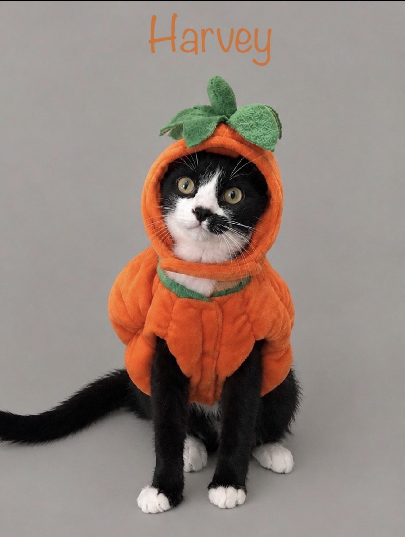 Harvey, Adoptable, Kitten Male Tuxedo.