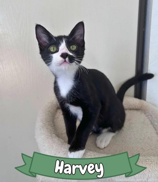 Enlarge Harvey, a ADOPTABLE Tuxedo in Oakley, CA image 1/5