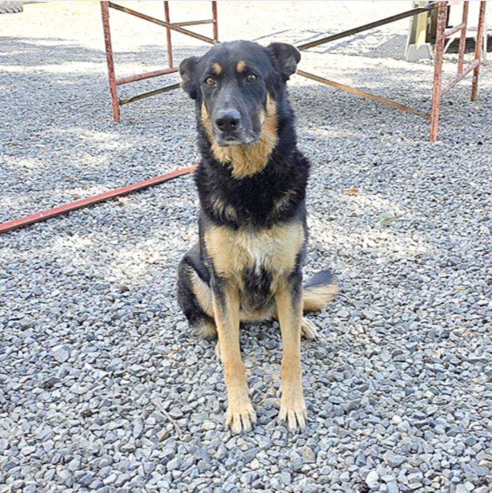 Gigi, a Adoptable mixed breed in Brattleboro, VT image 1/3