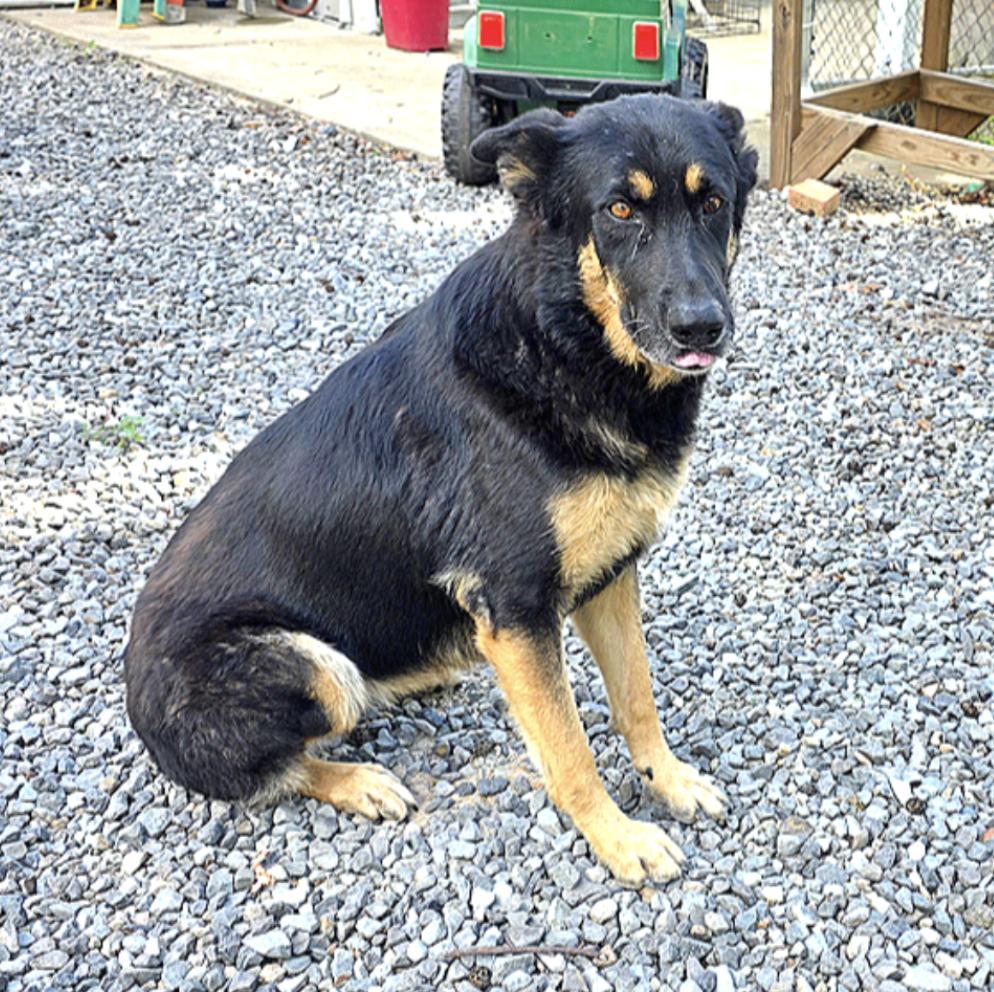 Gigi, a Adoptable mixed breed in Brattleboro, VT image 2/3