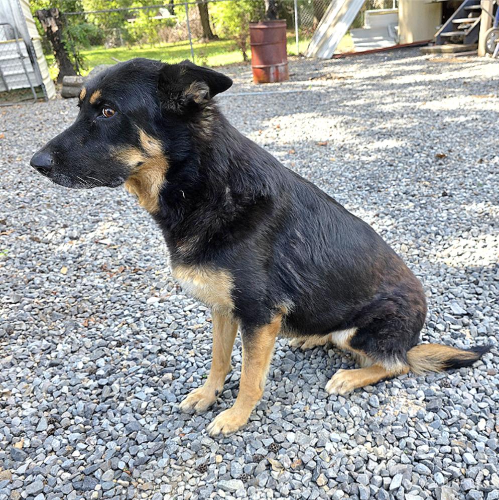 Gigi, a Adoptable mixed breed in Brattleboro, VT image 3/3