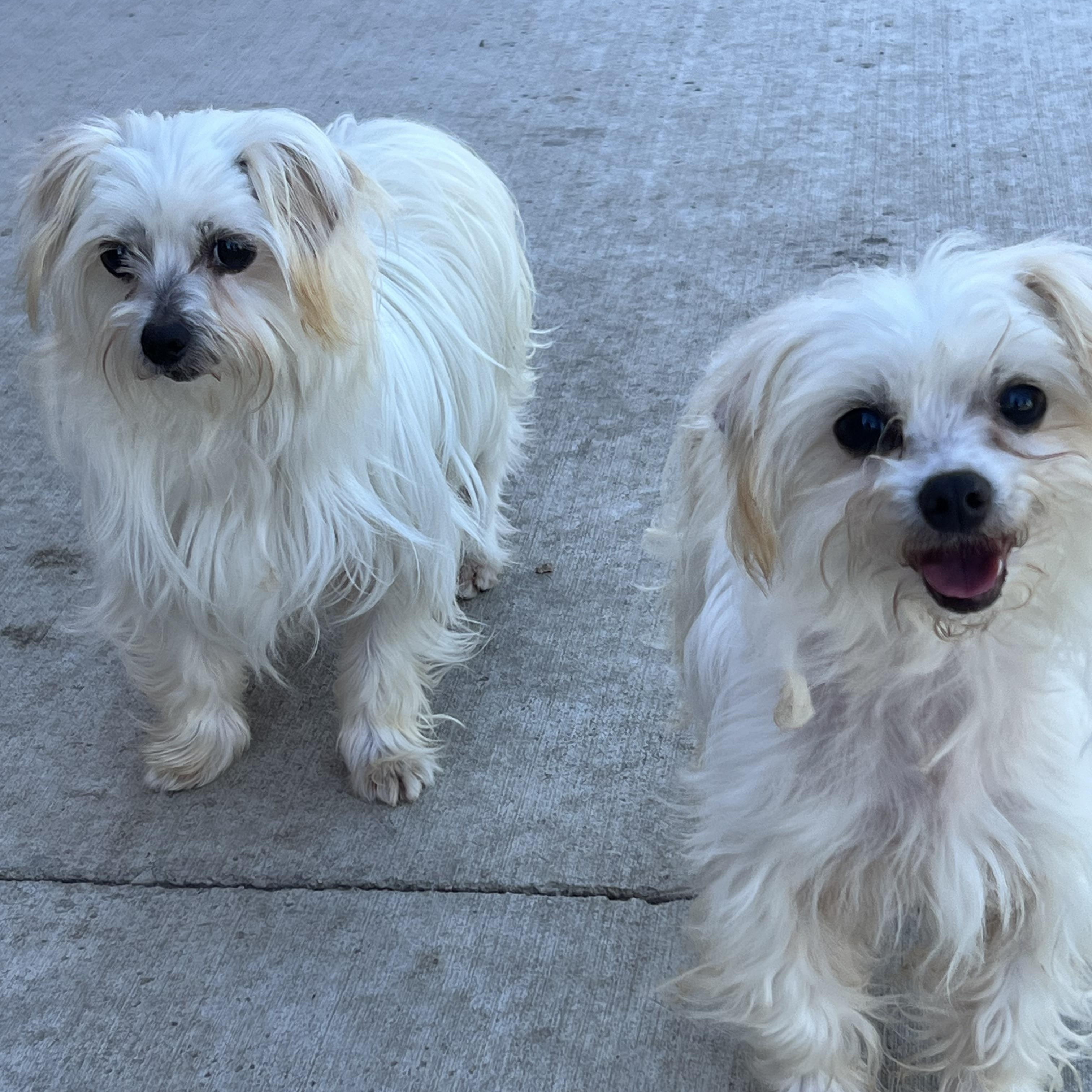 Ashley & Kate (BONDED), an adopted mixed breed in Spencer, IA image 1/3