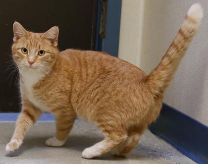 Clair, Adoptable, Adult Female Domestic Short Hair & Domestic Short Hair.