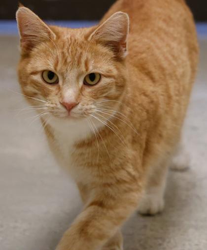 Enlarge Clair, a Adoptable mixed breed in Baraboo, WI image 2/3