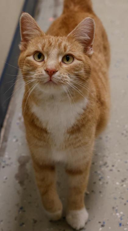 Enlarge Clair, a Adoptable mixed breed in Baraboo, WI image 3/3