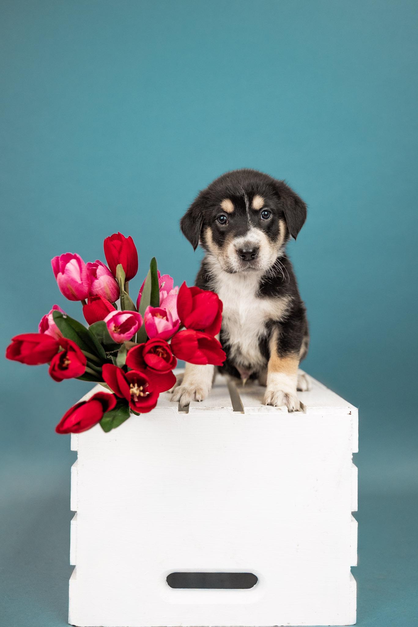 463-26, ADOPTABLE, Puppy Male Shepherd.