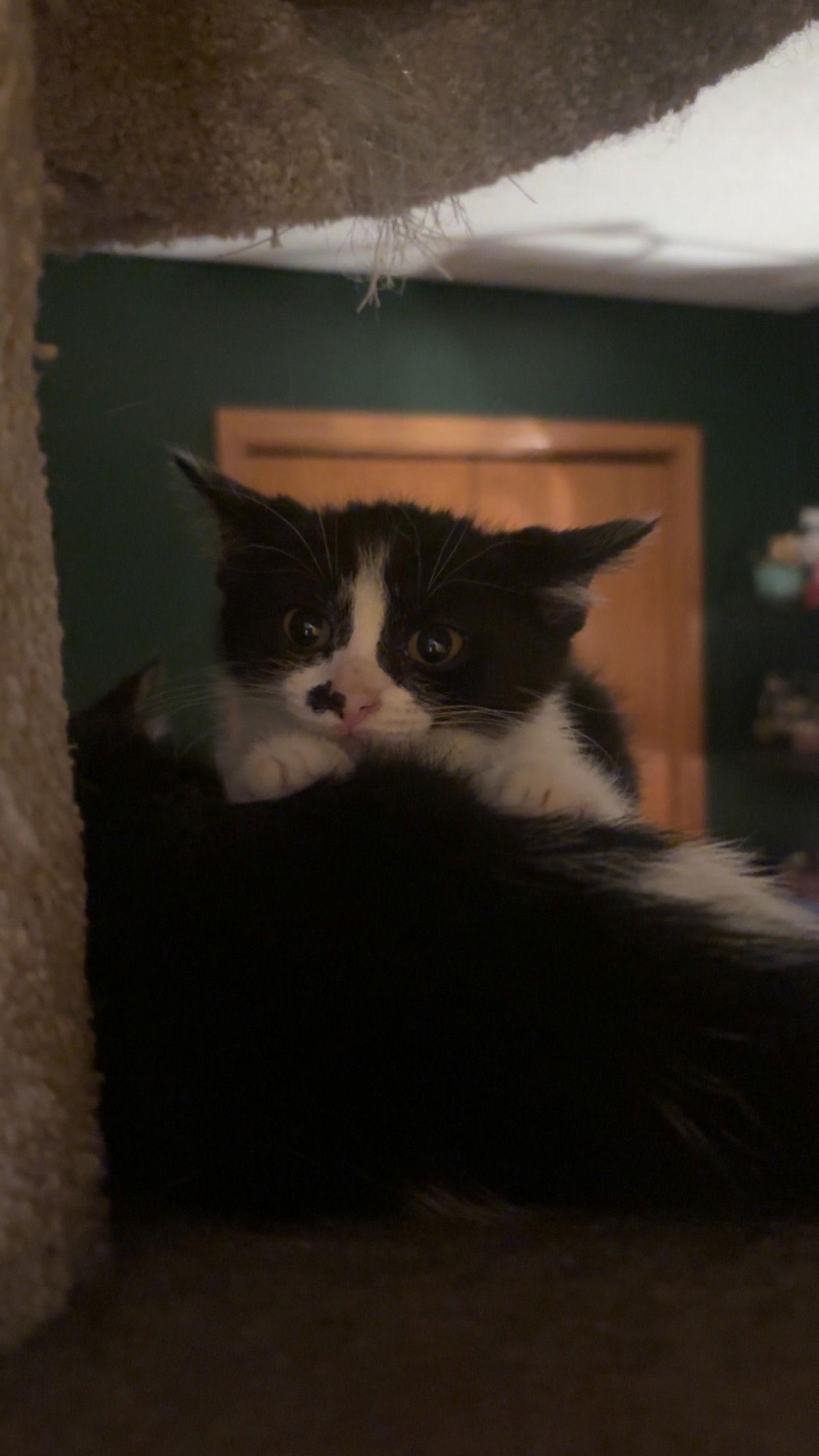 Spritz, Adoptable, Kitten Female Domestic Short Hair.