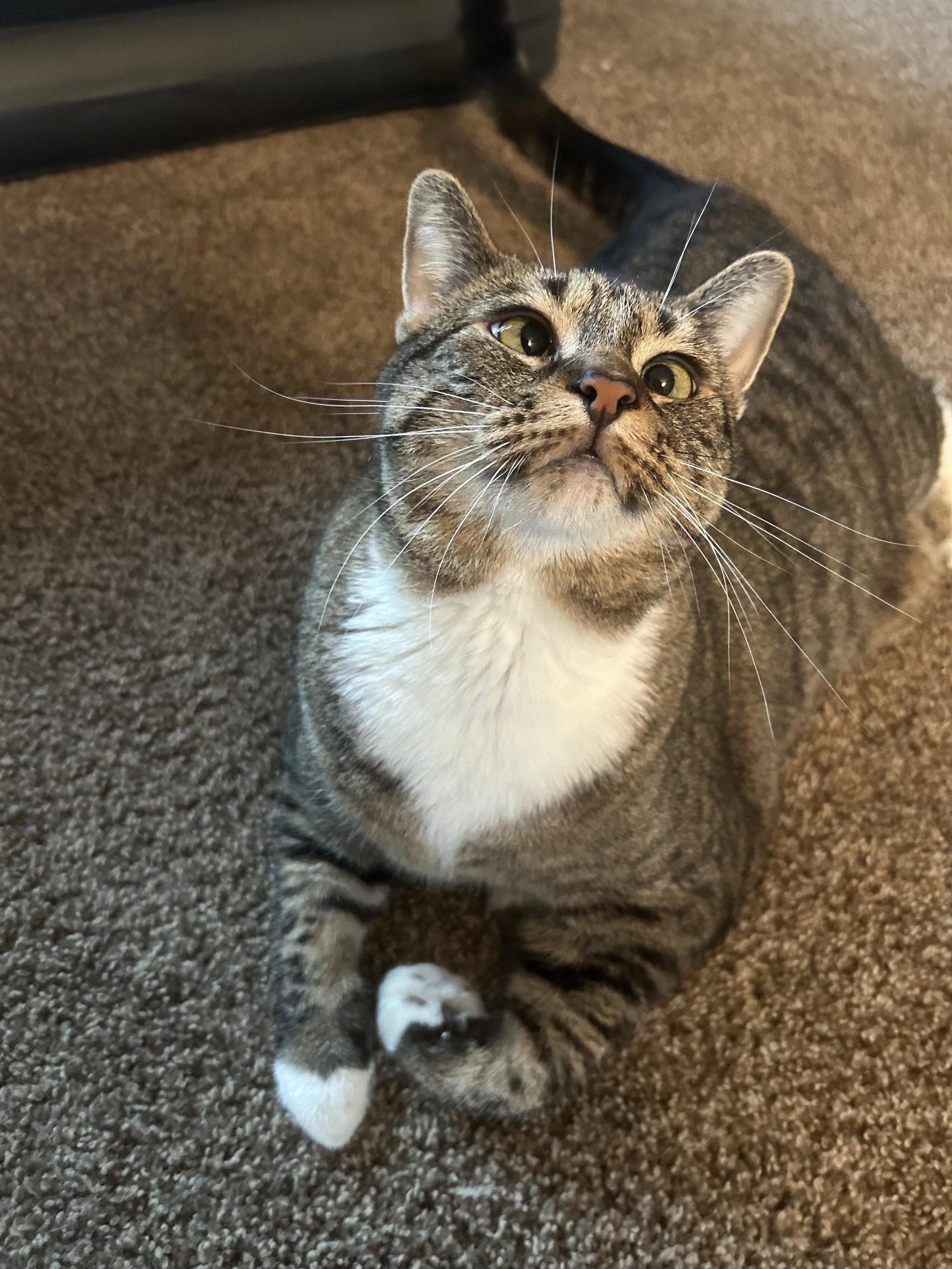 Enlarge Piper, a Adoptable Domestic Short Hair in East Derry, NH image 1/1