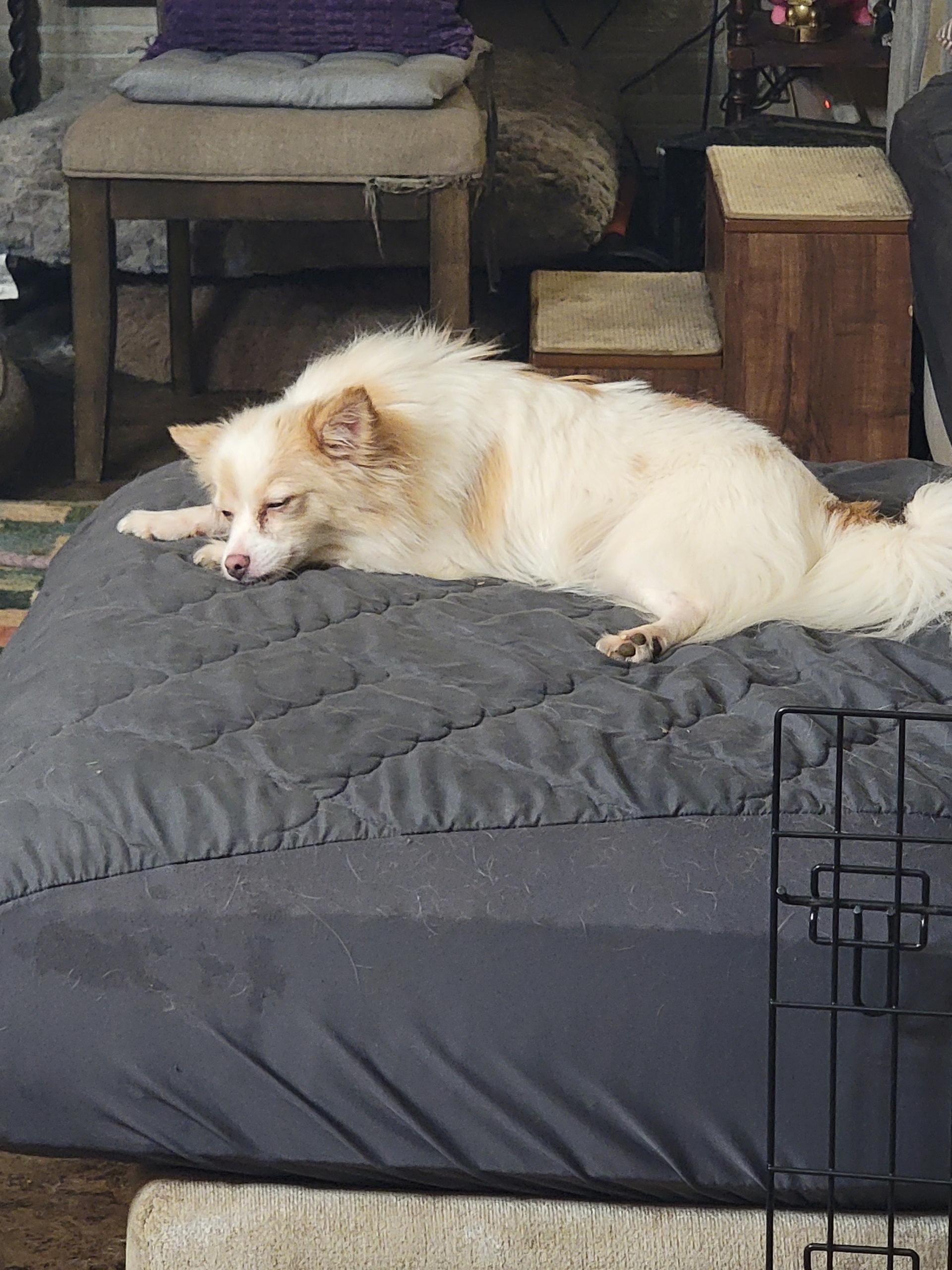 Molly photo 1
