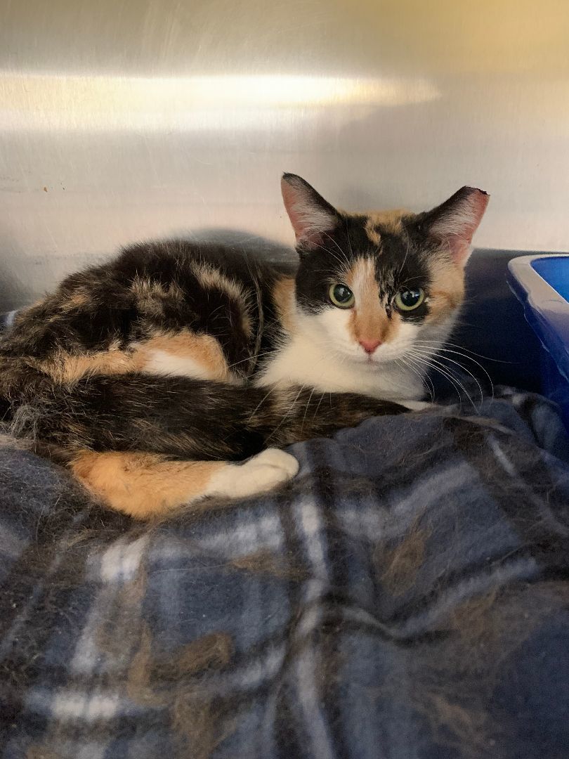 Callie, Adoptable, Adult Female Domestic Short Hair.