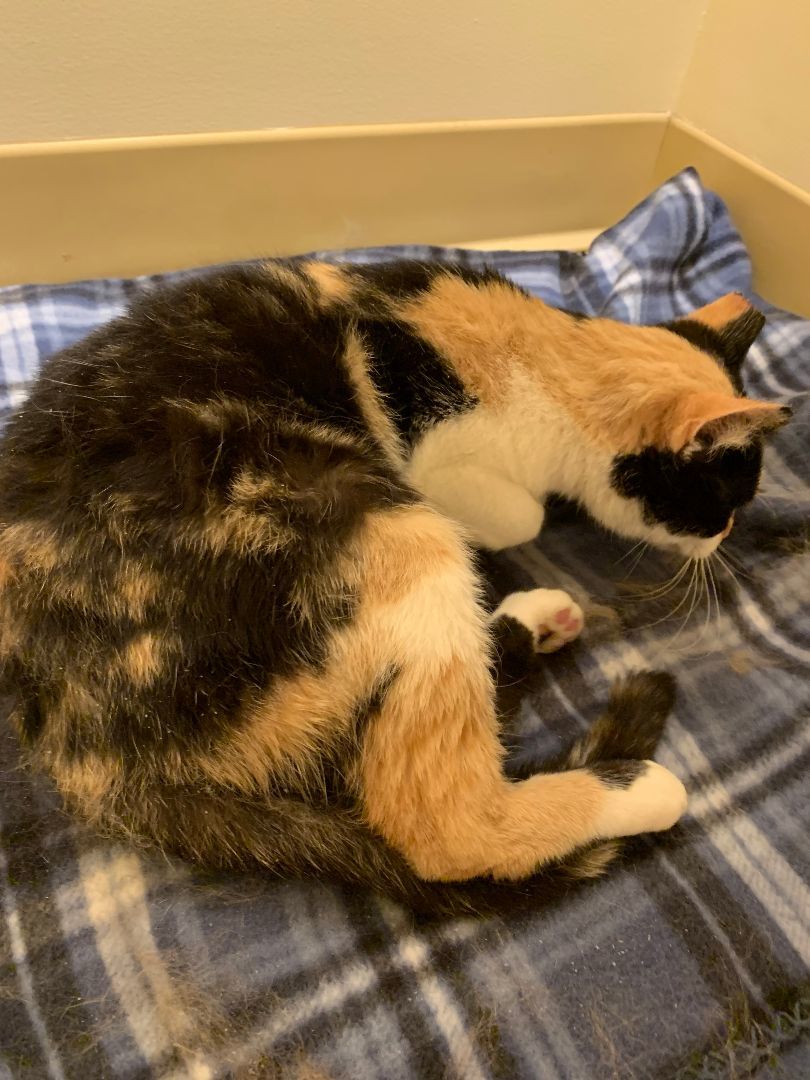 Callie, a Adoptable mixed breed in Keokuk, IA image 2/3