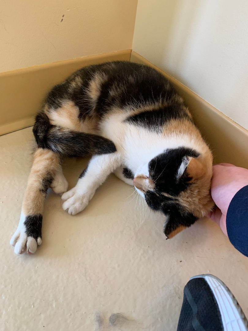 Callie, a Adoptable mixed breed in Keokuk, IA image 3/3