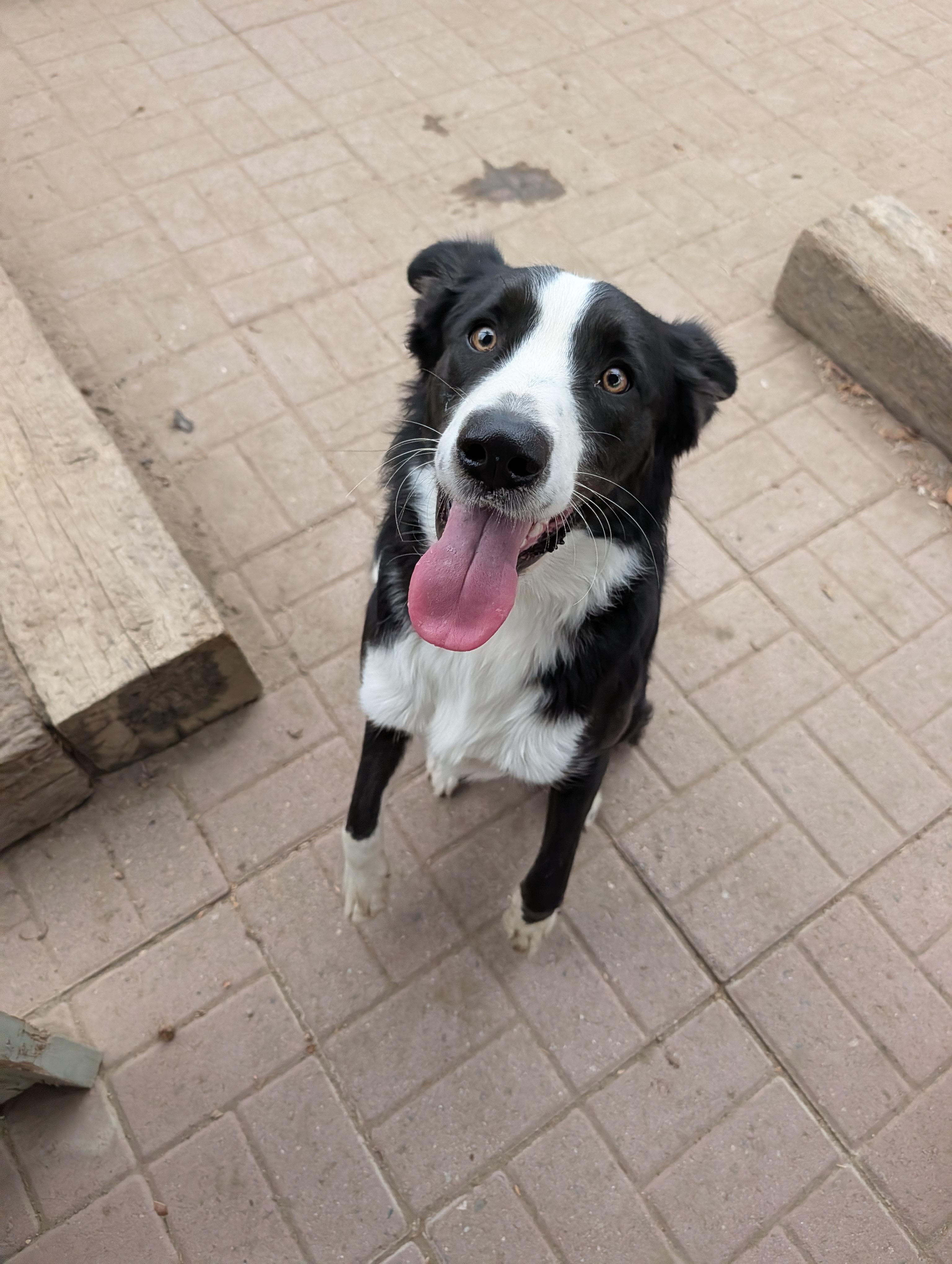Enlarge Darwin, a Adopted Border Collie in Camp Pendleton, CA image 1/2