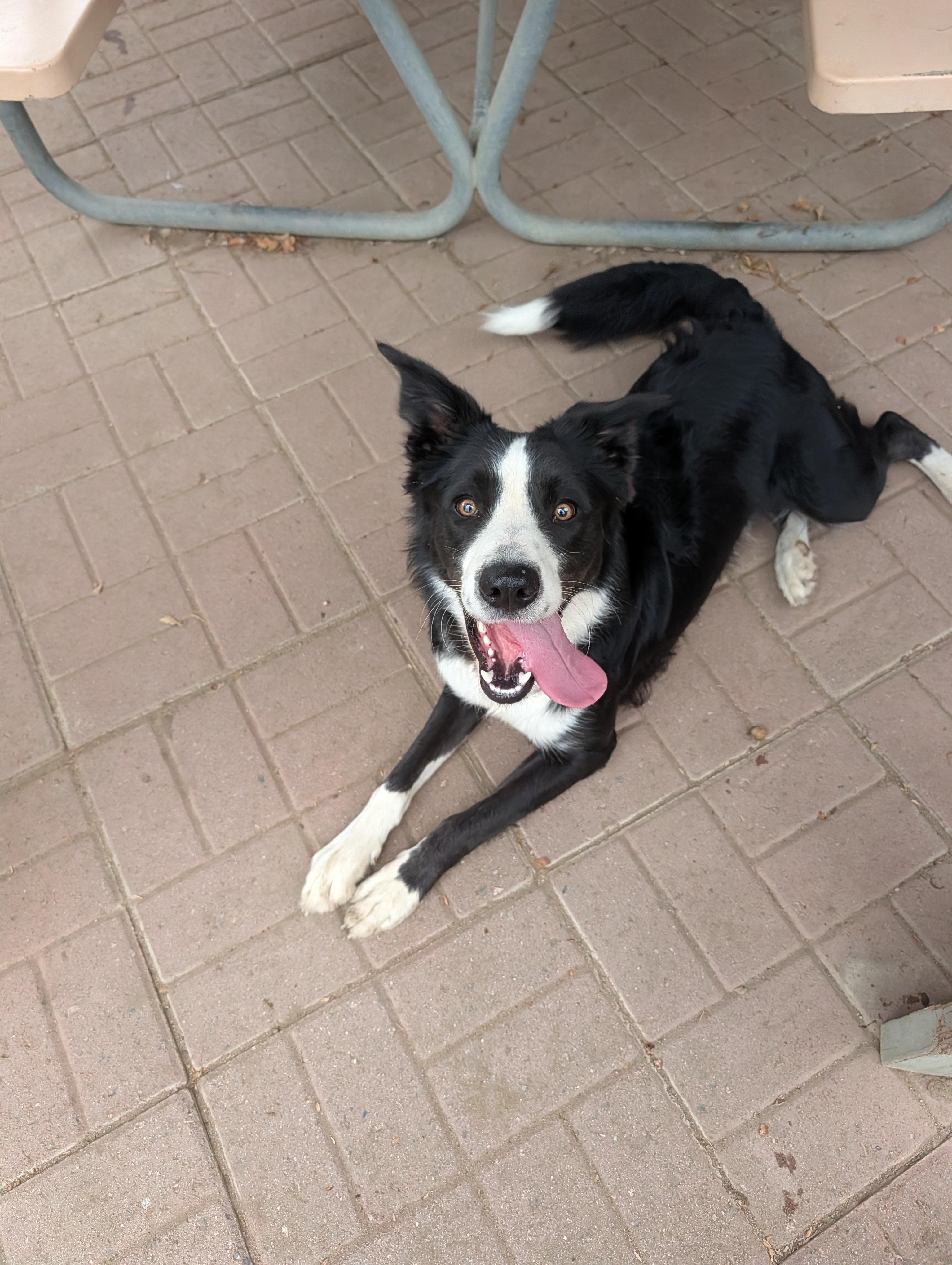Enlarge Darwin, a Adopted Border Collie in Camp Pendleton, CA image 2/2