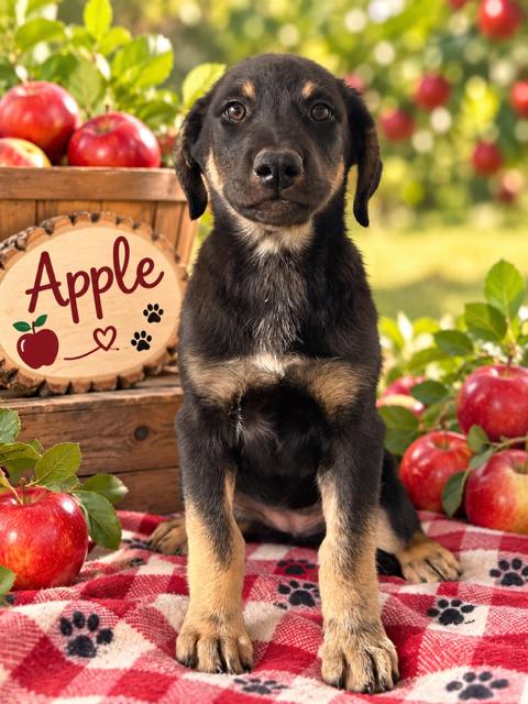 Enlarge Apple (Orchard Litter), a Adopted mixed breed in Redwood City, CA image 1/3