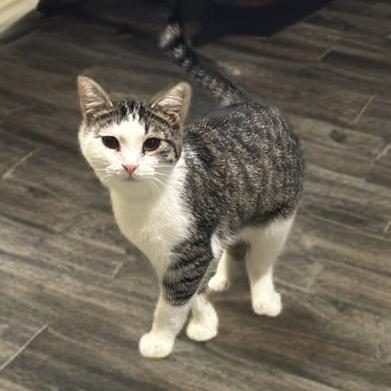 Pebbles, Adoptable, Young Female Domestic Short Hair.