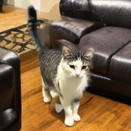 Pebbles, a Adoptable Domestic Short Hair in Marion, IL image 2/6