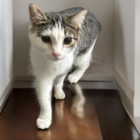 Pebbles, a Adoptable Domestic Short Hair in Marion, IL image 3/6