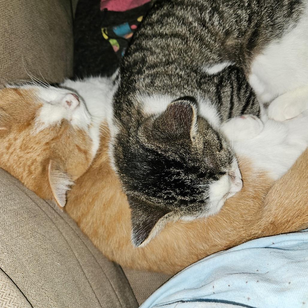 Pebbles, a Adoptable Domestic Short Hair in Marion, IL image 4/6