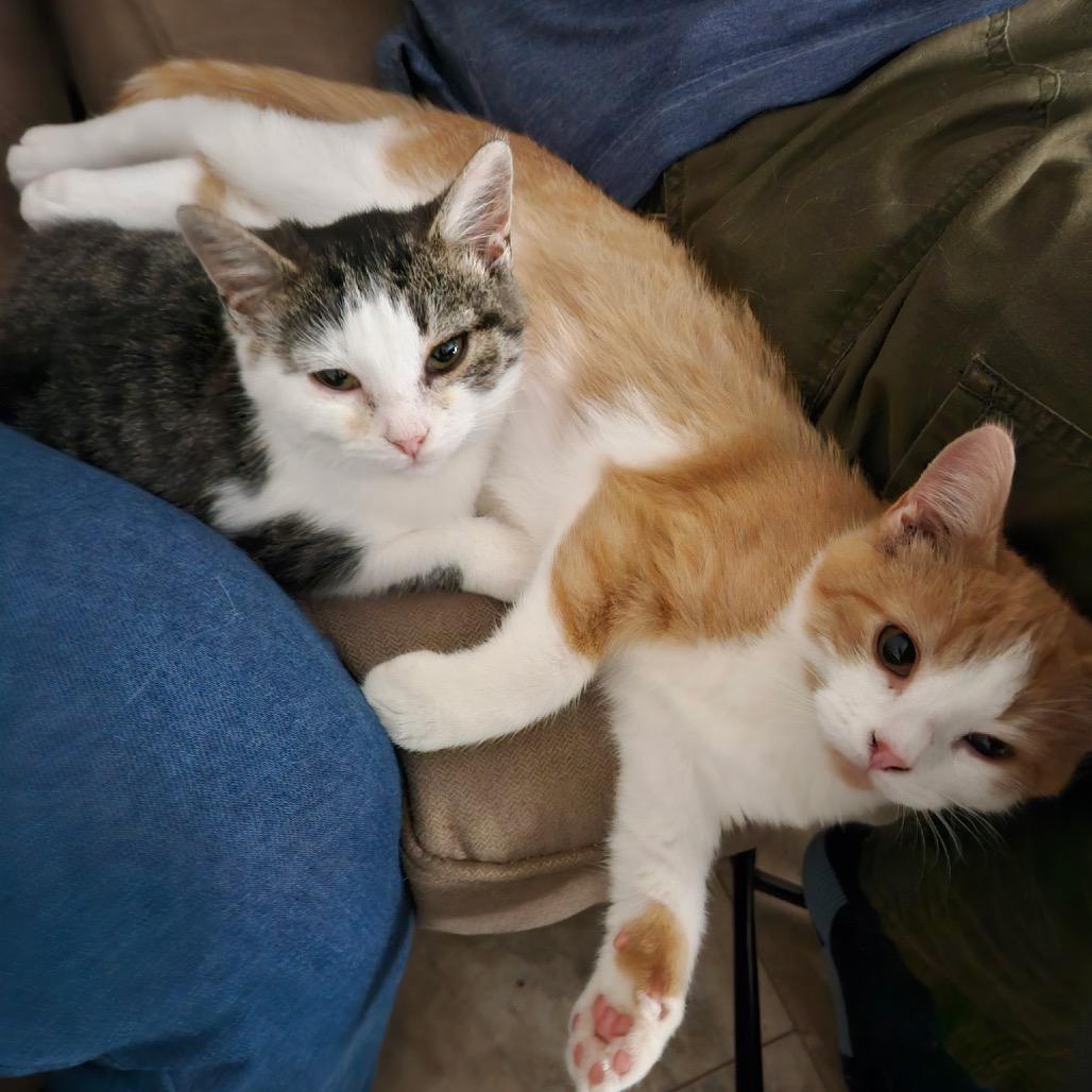 Pebbles, a Adoptable Domestic Short Hair in Marion, IL image 5/6