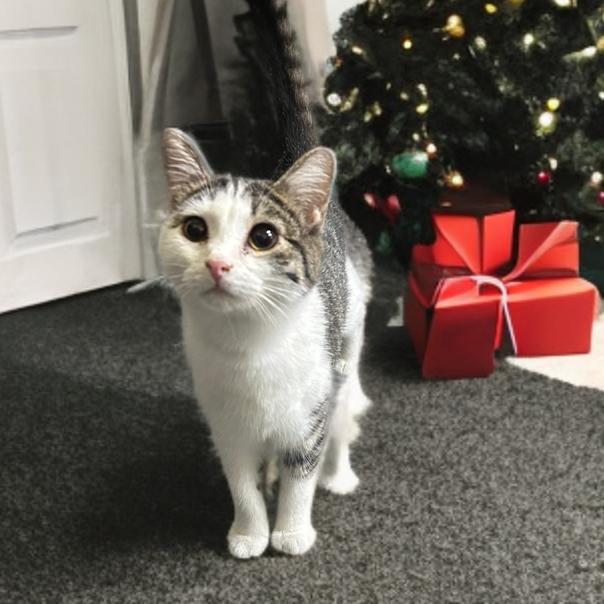 Pebbles, a Adoptable Domestic Short Hair in Marion, IL image 6/6