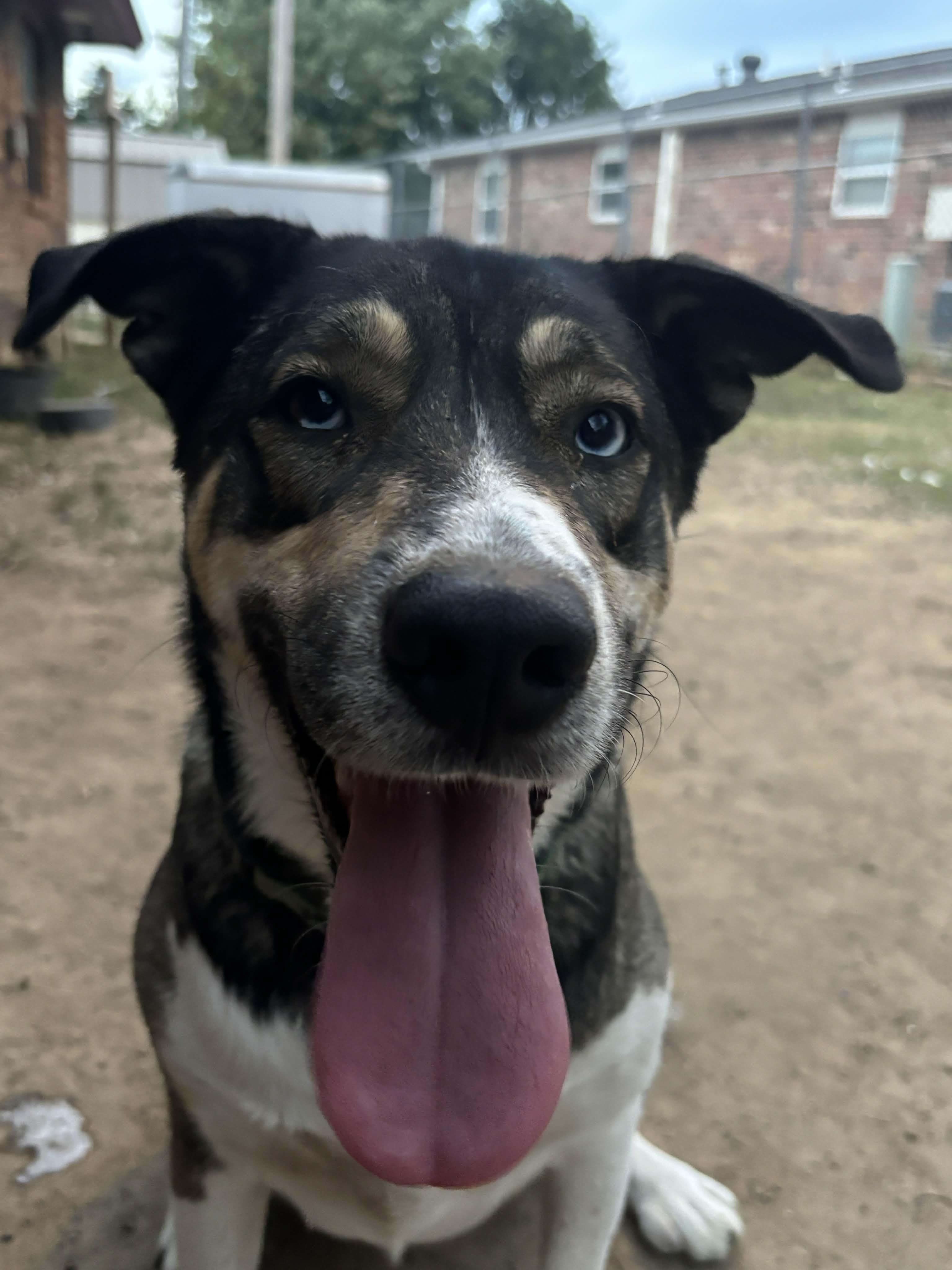 Blue, a Adoptable mixed breed in Okemah, OK image 1/6