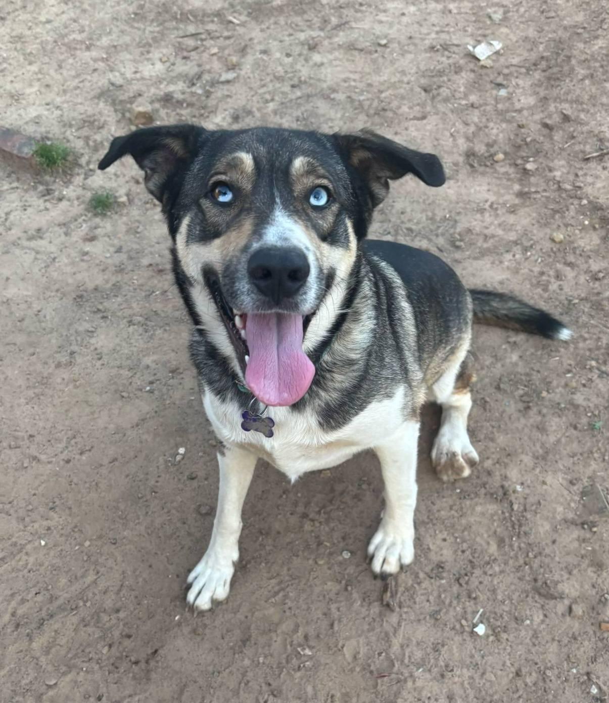 Blue, a Adoptable mixed breed in Okemah, OK image 6/6