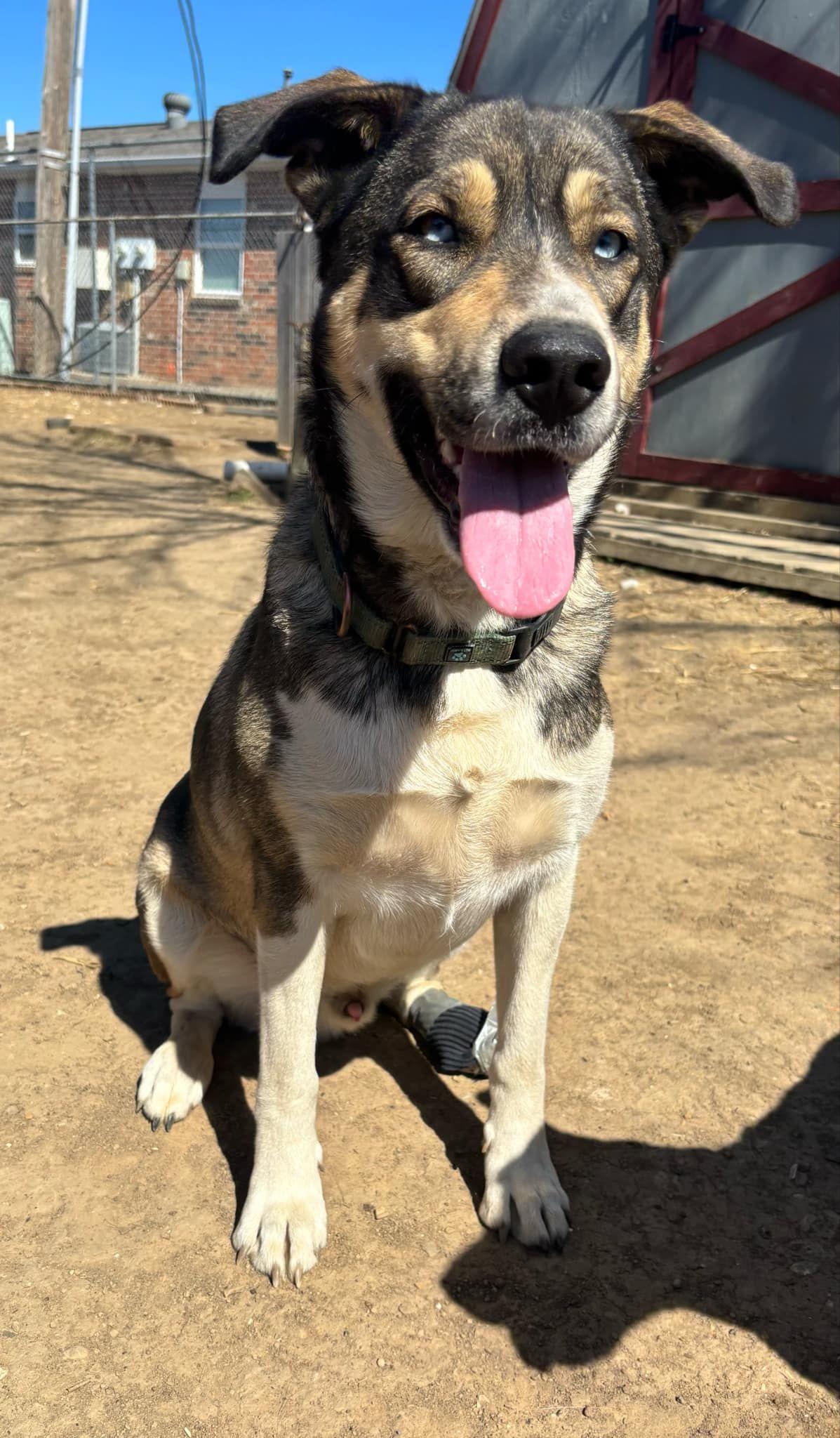 Blue, a Adoptable mixed breed in Okemah, OK image 3/6