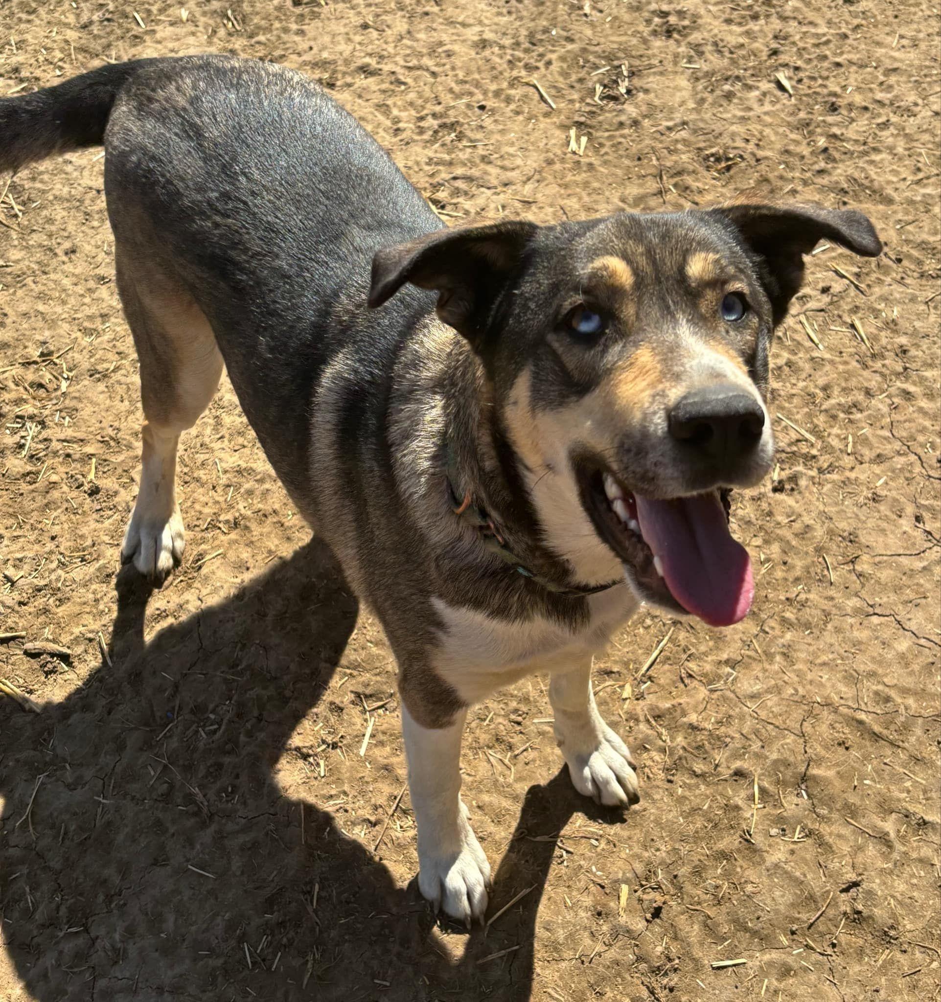 Blue, a Adoptable mixed breed in Okemah, OK image 4/6