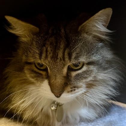 Enlarge Wesker, a ADOPTABLE Domestic Long Hair in Lansing, MI image 1/2