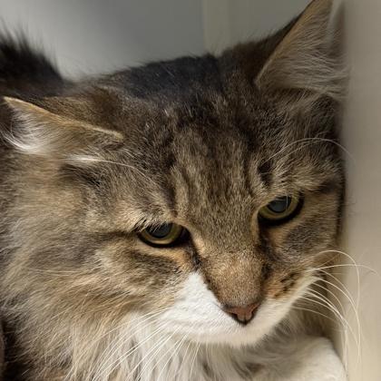 Enlarge Wesker, a ADOPTABLE Domestic Long Hair in Lansing, MI image 2/2